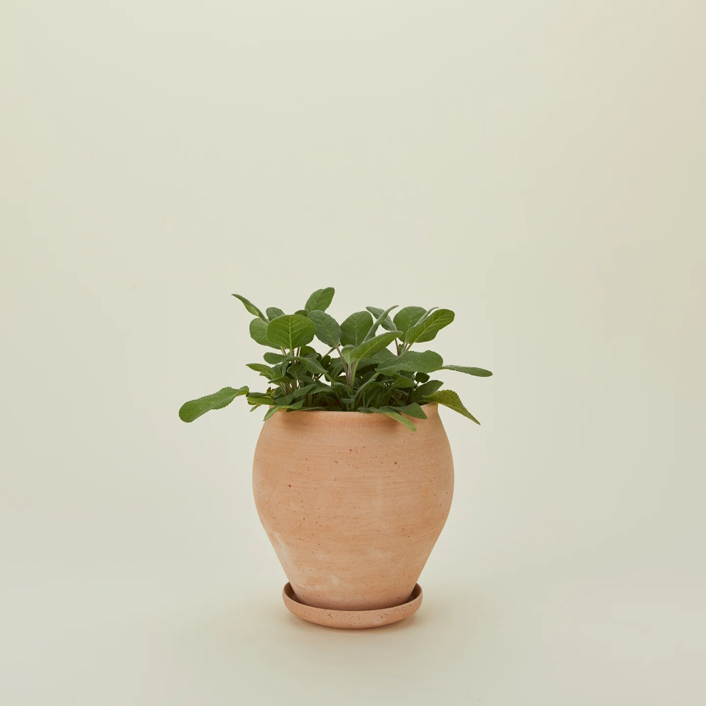 Delphi Pot - Image 8